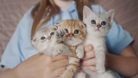 Child-holding-three-cute-little-kittens-in-his-hands