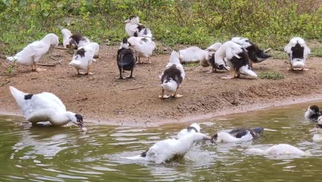 patos pequeños junto al estanque