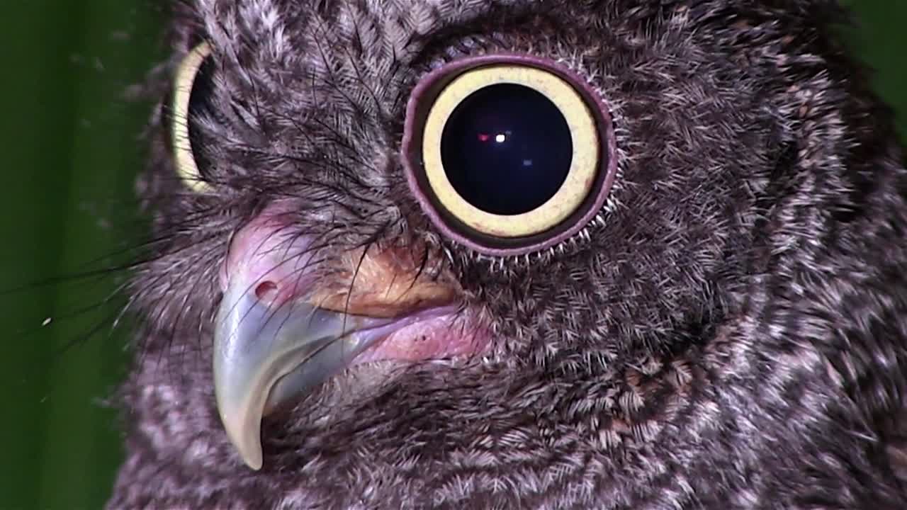 un búho chillón mira con ojos gigantes