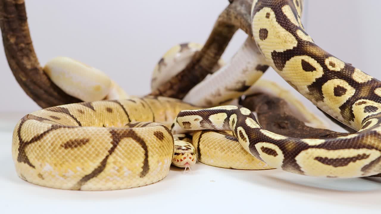 A corn snake moves gracefully among branches in a well-lit, controlled environment, showcasing its vibrant patterns and colors