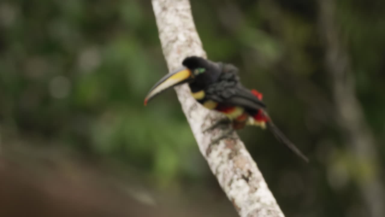 primer plano de un aracari de muchas bandas despegando y volando desde una rama de árbol