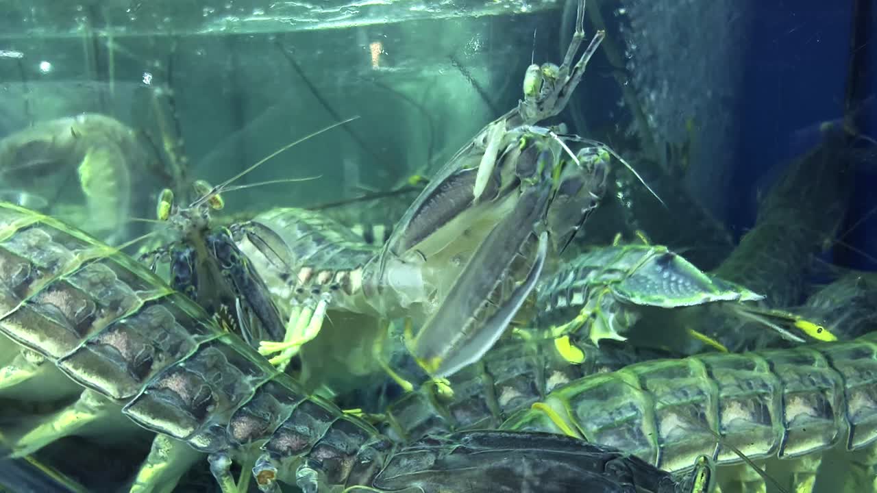 Live Mantis Shrimp in a Tank