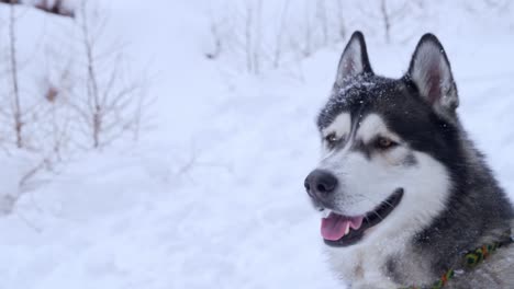 close shot of a beautiful husky sitting on the snow with the mouth open