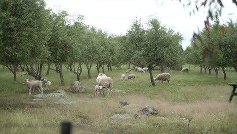 Young-lamb-suckling-on-mothers-teet-family-of-sheep-in-nature