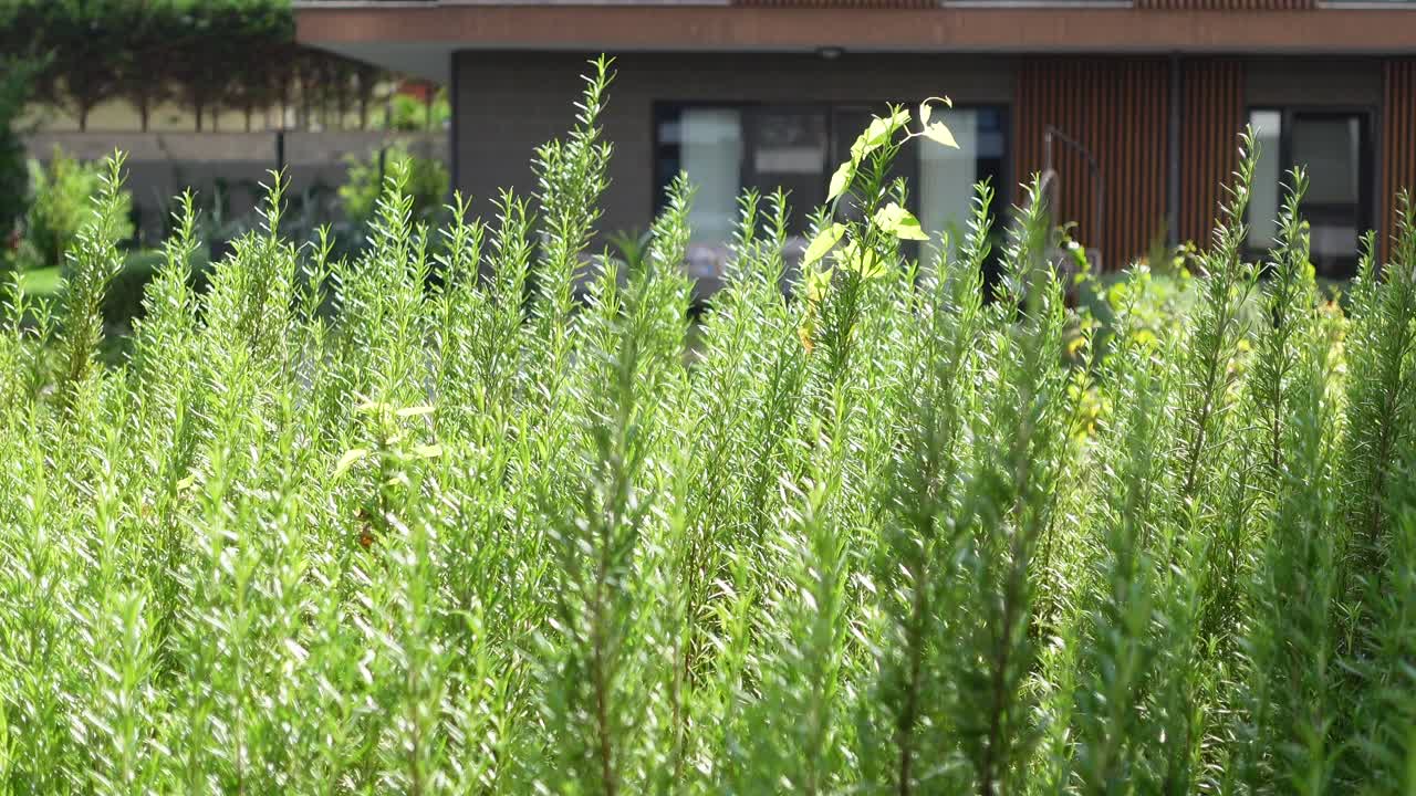 현대적 인 집 앞 에 있는 로즈마리 정원