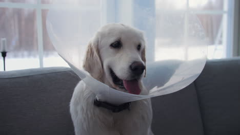 golden retriever wearing a cone collar indoors, looking calm, with a soft focus background