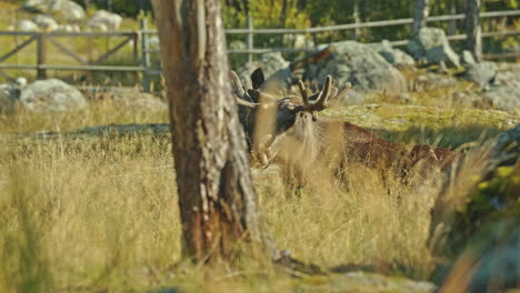 bull moose lying calmly on grass in fenced pasture meadow