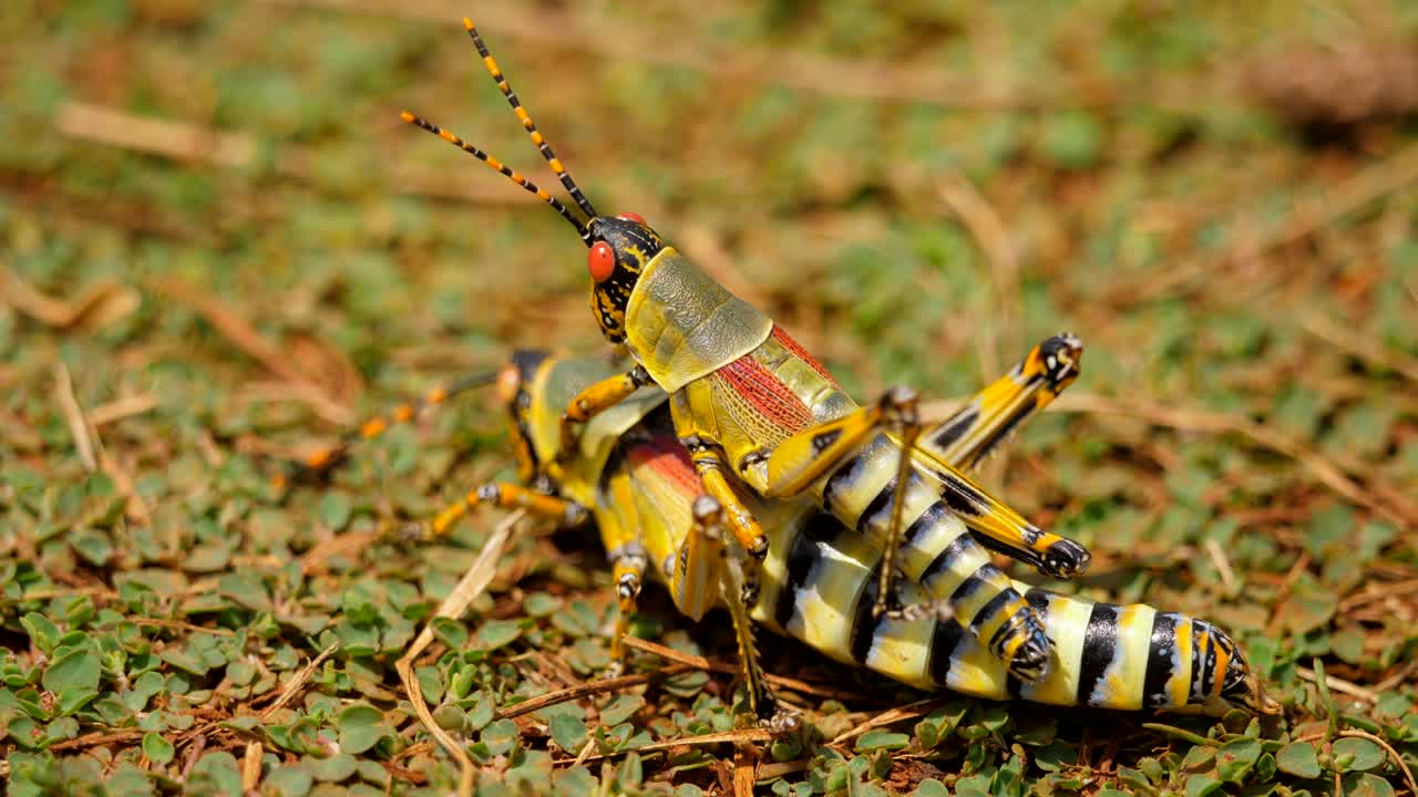 숲 바닥에 짝짓기하는 화려한 우아한 메뚜기 한 쌍의 근접 촬영, 매크로 샷, 선택적인 초점