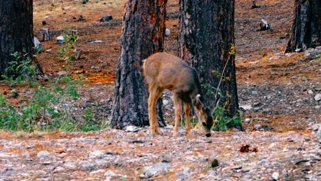 baby deer morning feeding in woodland scene