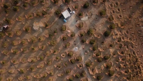 Drone-Ojo-De-Pájaro-Aéreo-Disparado-En-Jardín-De-Higueras-Campo-Jardinería-Secano-Tradicional-Habilidad-Histórica-Agricultura-En-Irán-Aldea-Rural-Ladera-De-Montaña-Ciudad-De-Salt-Lake-Mercado-De-Agricultores-Fruta-Seca-Orgánica