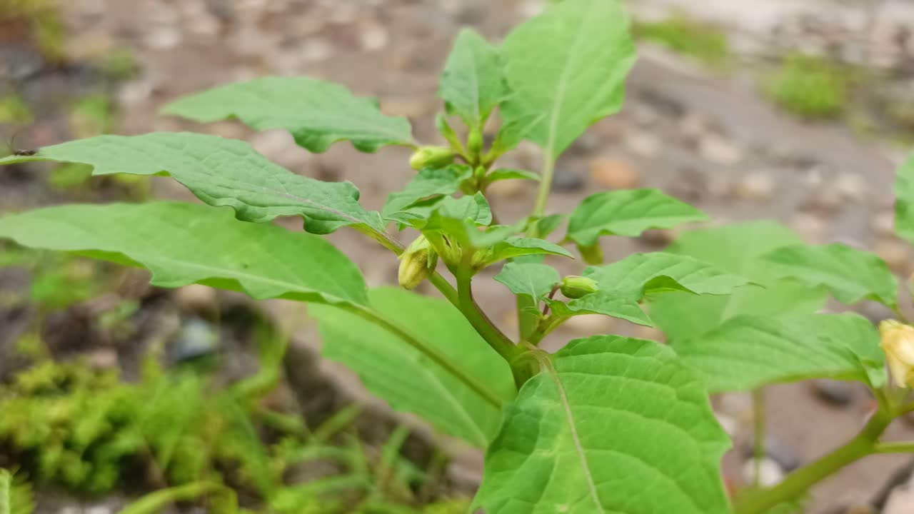 fondo de la naturaleza de la hoja de helecho verde