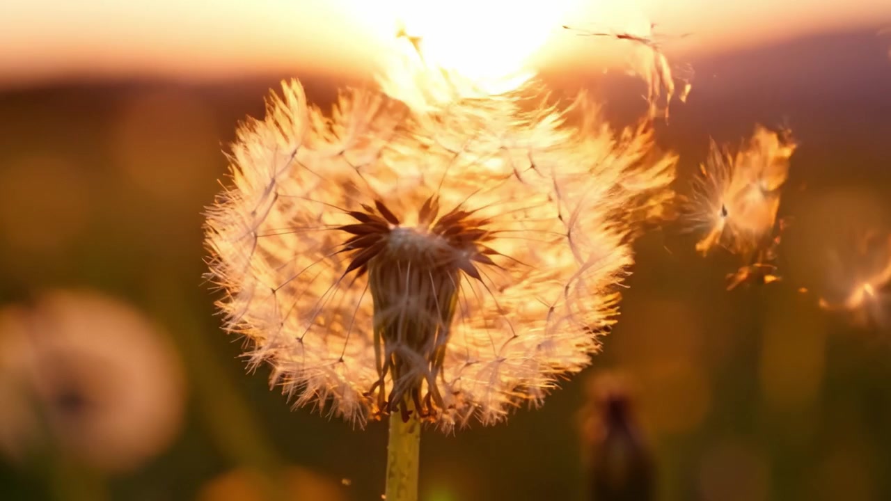 Een prachtige transformatie van een paardenbloem bij zonsondergang, die de essentie van de reis van de natuur en de vluchtige momenten van levensveranderingen vastlegt.