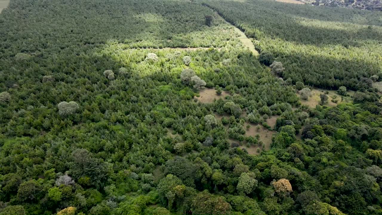 Climate change crisis in the forest of kenya Africa. Africa village.