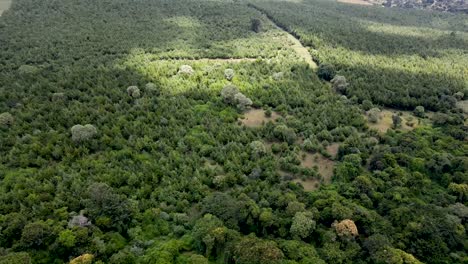 climate change crisis in the forest of kenya africa. africa village.