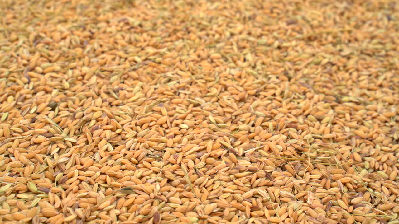 Scatto ravvicinato statico di chicchi di riso crudi ravvicinati, che evidenzia la texture naturale dei chicchi, agricoltura, produzione alimentare e colture di base