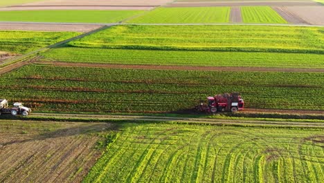 Sugar-beet-harvest-with-Holmer-Terra-Dos-T3