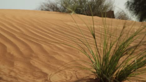 girl make steps into the desert