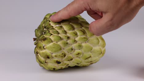 hand interacting with a custard apple fruit