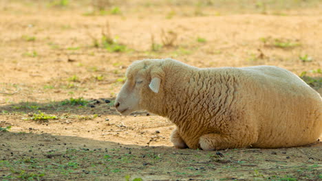 Tired-Thirsty-Ile-De-France-Sheep-Lying-in-Shadow-on-Deserted-Grassless-Red-Dried-Soil-on-Hot-Summer-Day---climate-change-and-global-warming