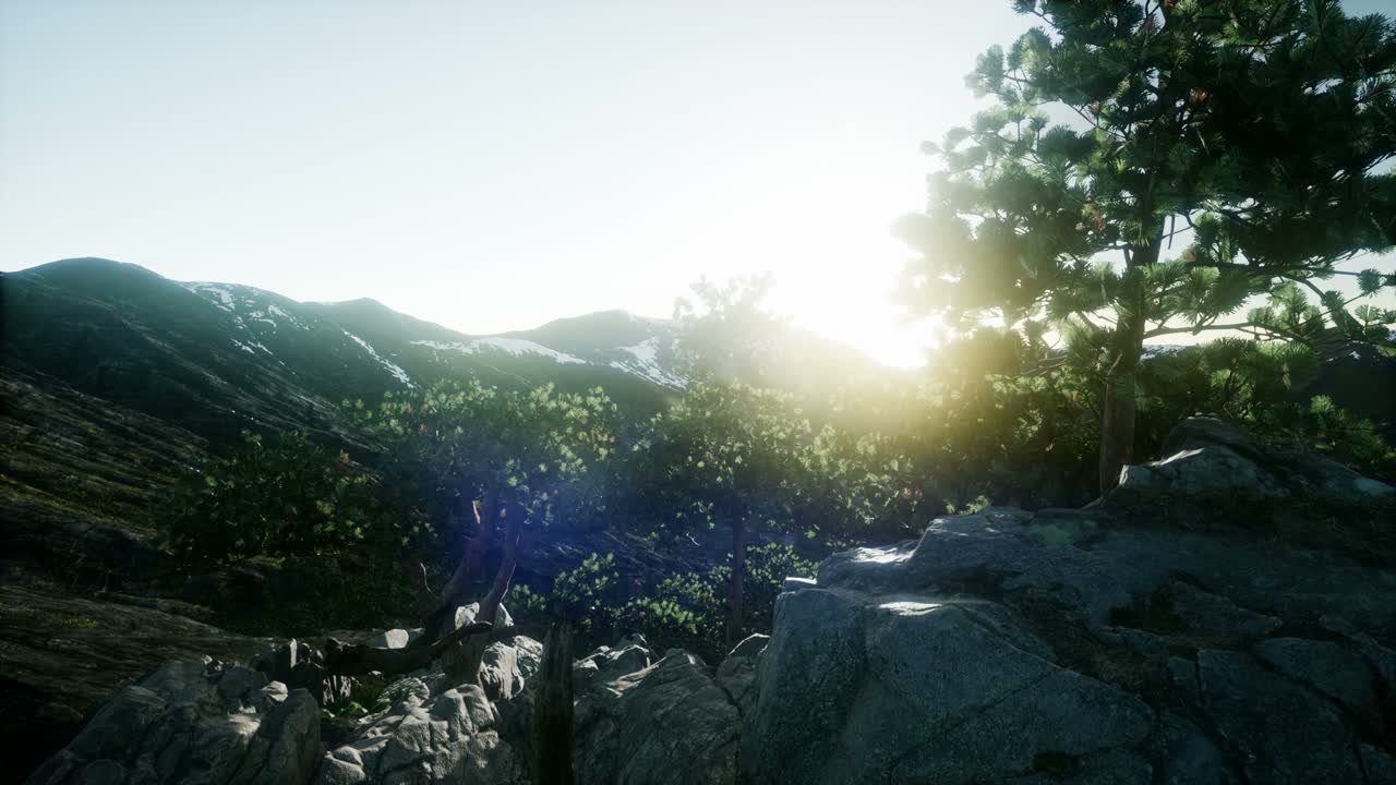 나무들을 가로지르는  ⁇ 빛