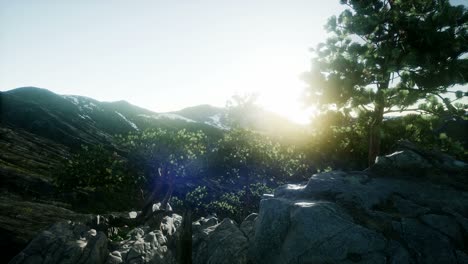 sun beams through trees
