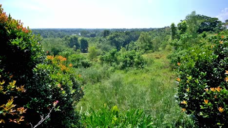 Trees,-grasses-and-shrubbery-thrive-at-a-typical-upland-area-in-the-environment-friendly-city-of-Puerto-Princesa,-capital-of-Palawan,-Philippines