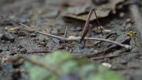 makro-nahaufnahme eines phasmatodea-stabheuschreckenkäfers, der auf dem dschungelboden läuft