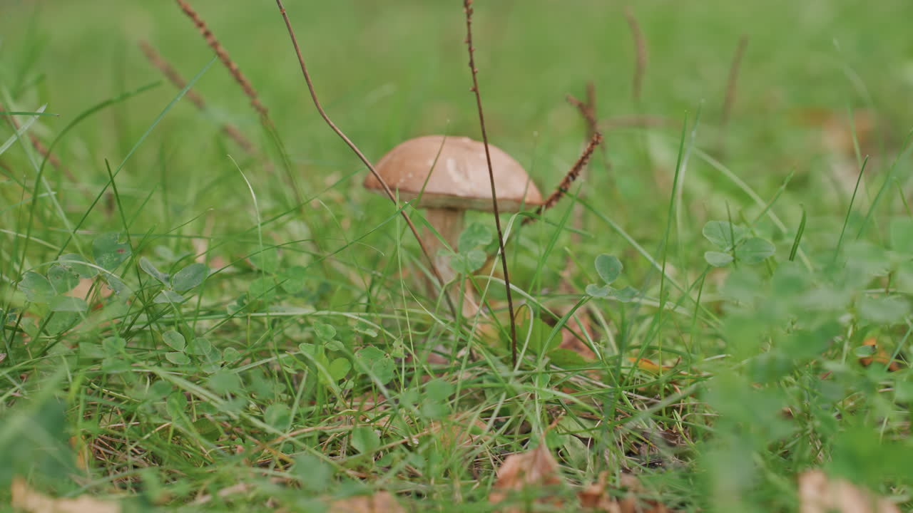 Small brown mushroom in grass, solitary cap rising from mossy ground, slender stem among blades and fallen leaf, dew on foliage, soft blurred background, earthy tones conveying tranquil campsite