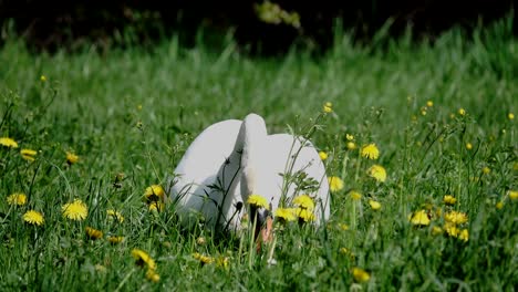 Cisne-Comiendo-En-El-Lago