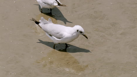 hermosa fotografía de gaviotas machos y hembras de cabeza marrón