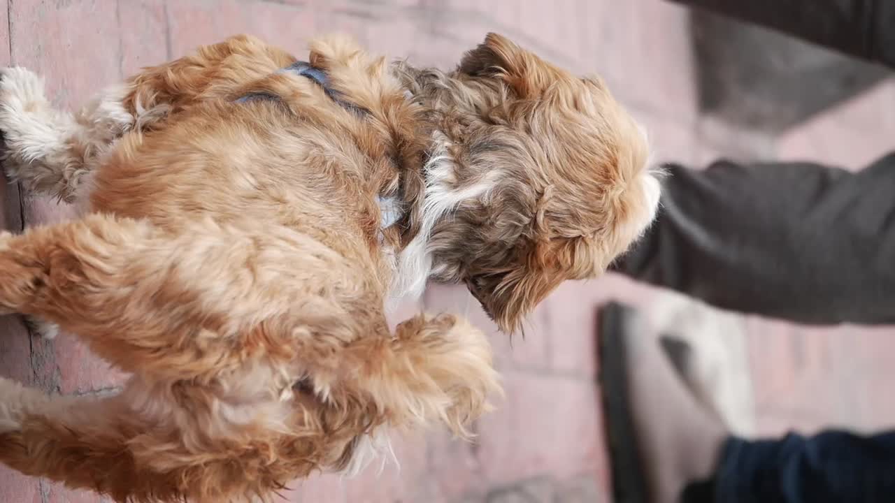 A cute small fluffy dog with a harness