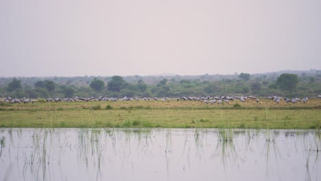 Ein-Riesiger-Schwarm-Jungfernkraniche-Oder-Grus-Jungfrau--Oder-Koonj-Vögel,-Die-Abends-Auf-Dem-Boden-über-Einem-Fluss-In-Gwalior,-Madhya-Pradesh,-Indien,-Sitzen