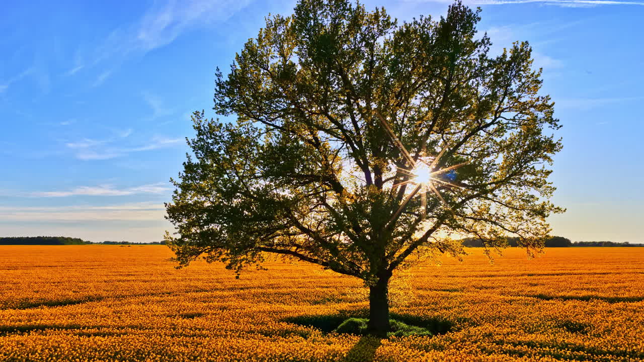 Timelapse di un albero solitario in mezzo a un campo dorato, mentre il sole filtra tra i suoi rami, creando ombre suggestive e una calda atmosfera campestre