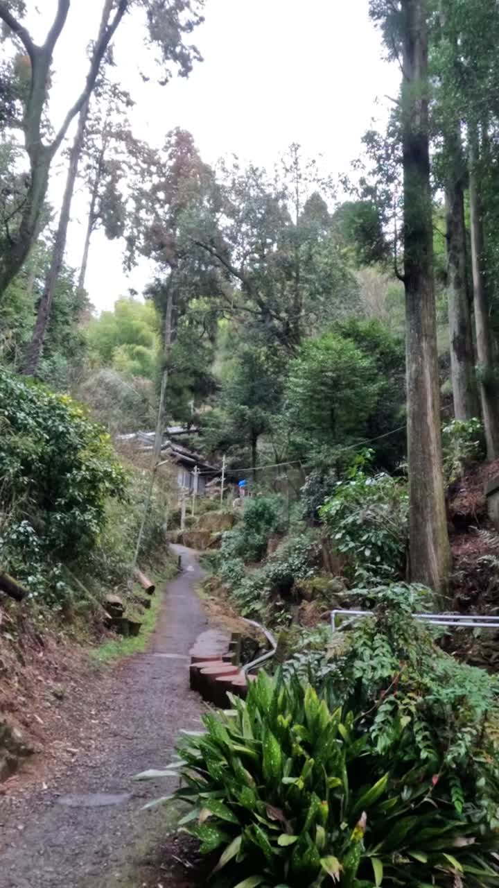 un paseo pacífico a través de un santuario del bosque sereno