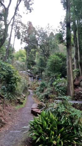 peaceful walk through a serene forest shrine