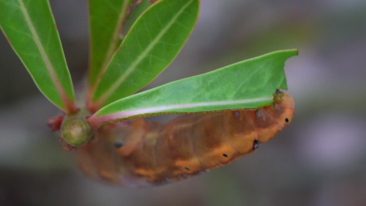 fotografía de cerca de una hambrienta oruga de la polilla del halcón de la oleandra se aferra a la planta, alimentándose del tallo verde y las hojas en su hábitat natural