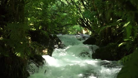 Slowmo---Niedrige-Stromaufwärts-Gerichtete-Aufnahme-Eines-Unberührten,-Klaren-Baches,-Der-Schnell-über-Felsen-Im-Einheimischen-üppigen-Neuseeländischen-Wald-Fließt