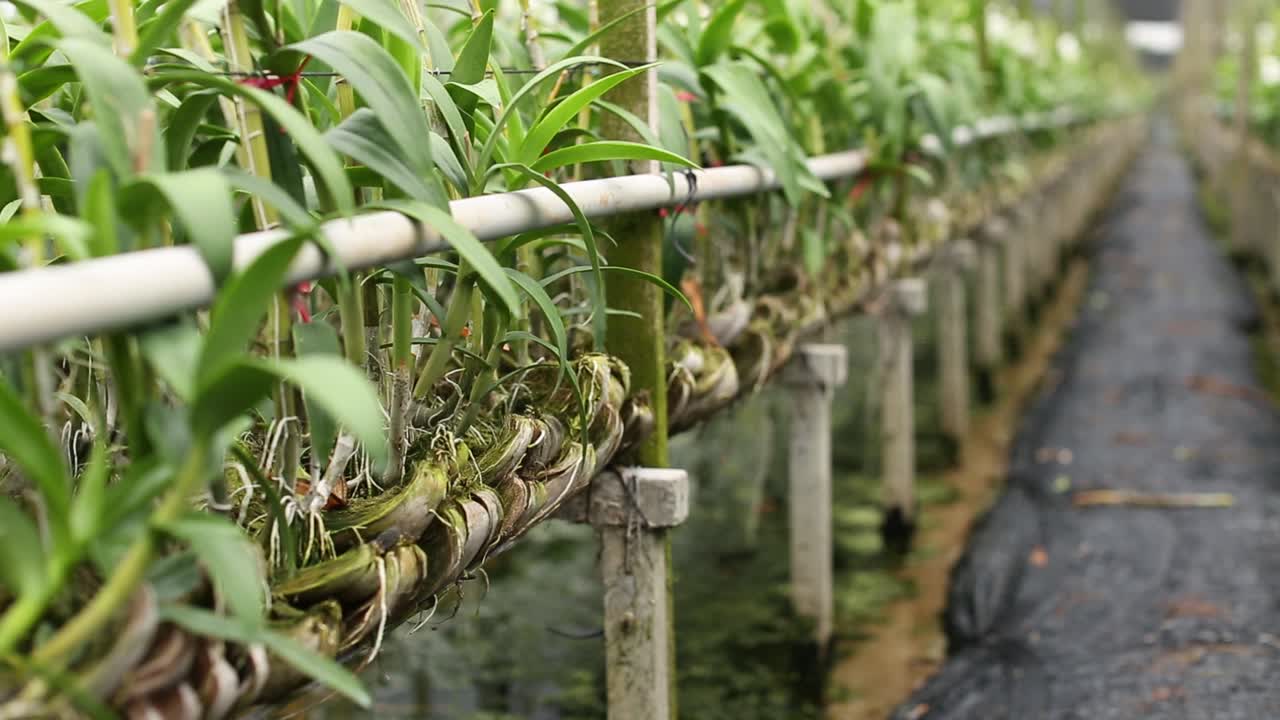 농장에서 난초 코코넛 냄비의 클로즈업 영상