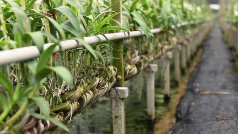 imágenes de primer plano de la maceta de coco de orquídeas en la granja