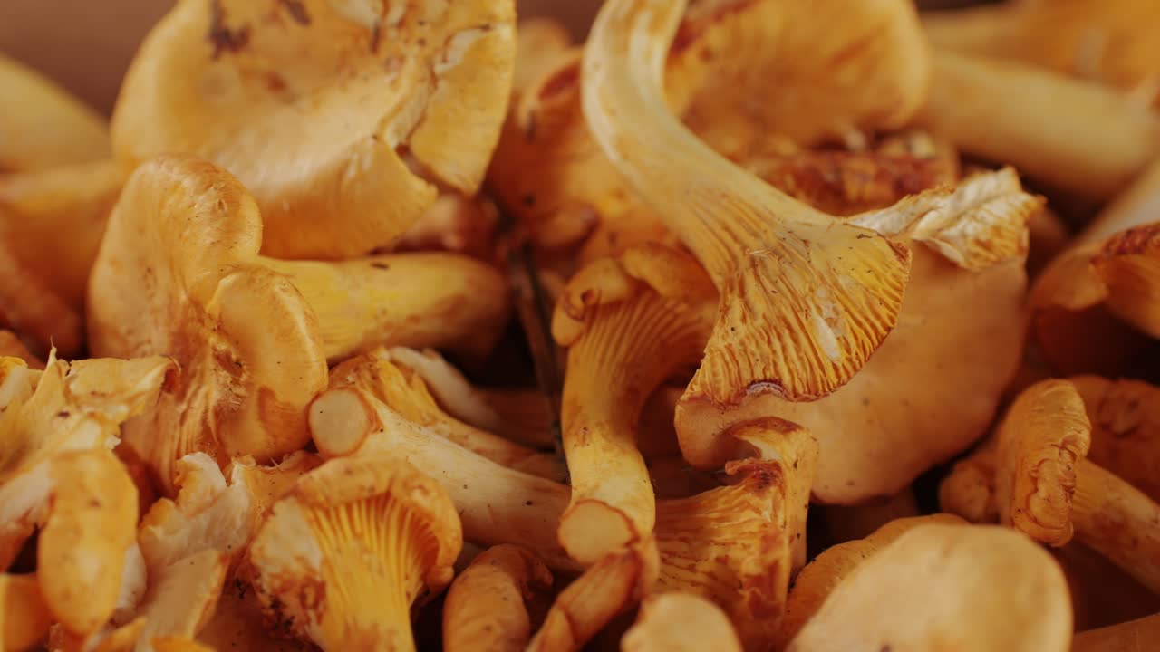 Raw wild chanterelles mushrooms in rustic wooden box close up food, with forest green plants. Organic fresh chanterelle background on a chair.