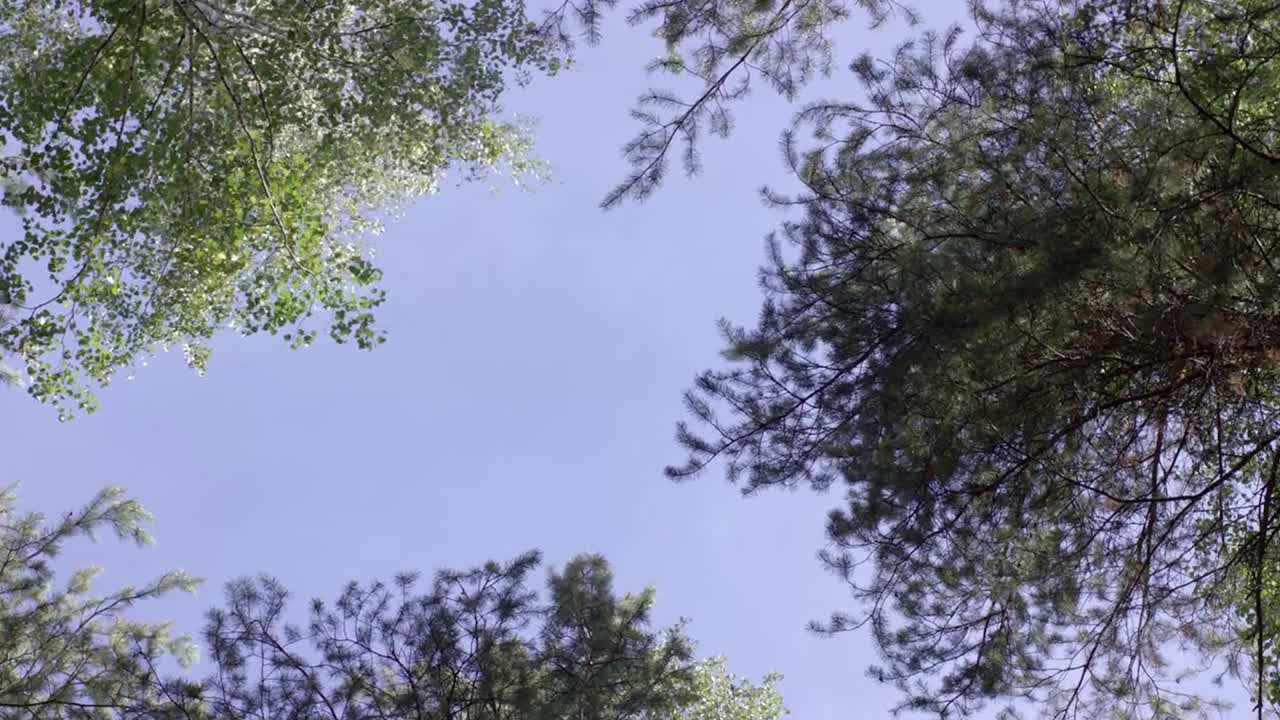 숲의 가노피와 파란 하늘