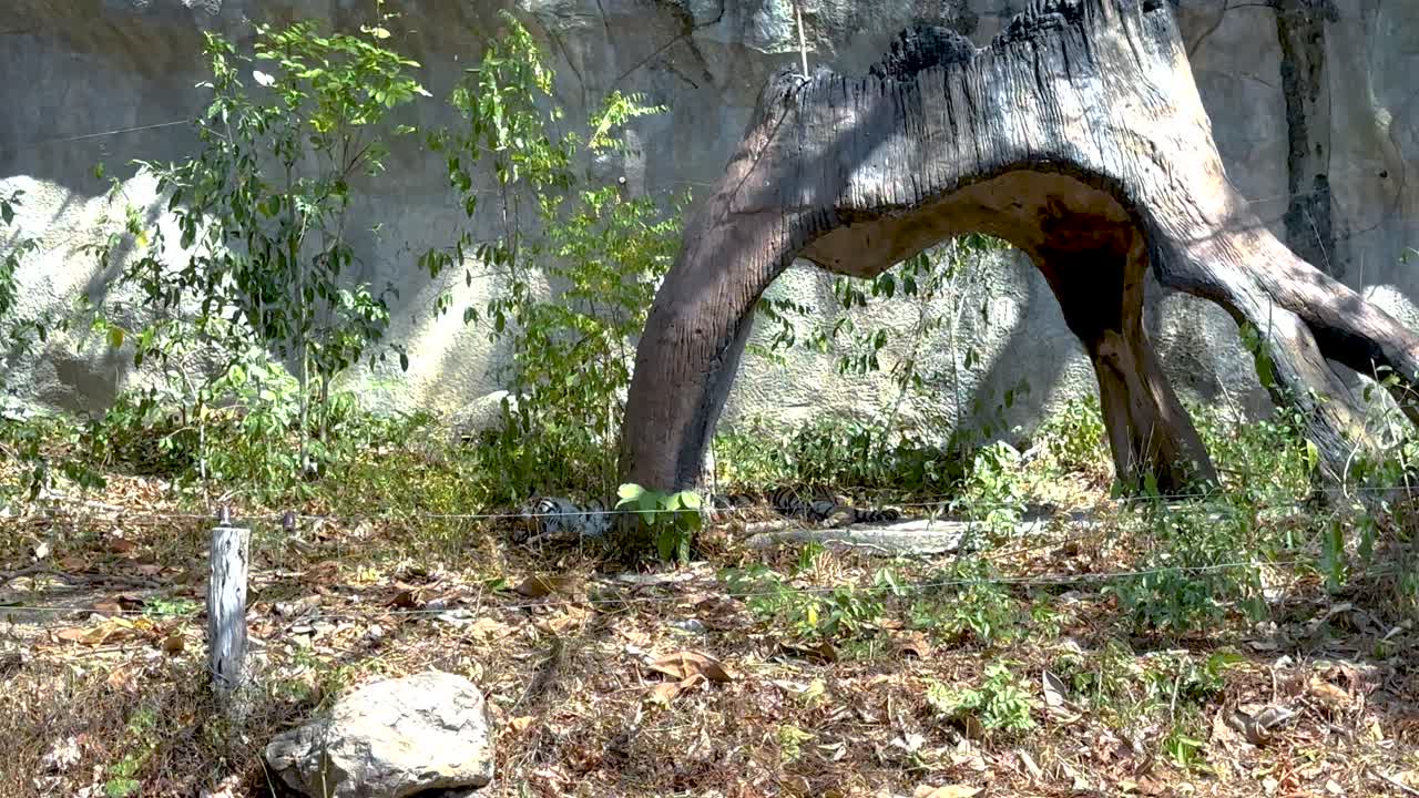 동물원 에서 자연 서식지 를 통과 하는 호랑이