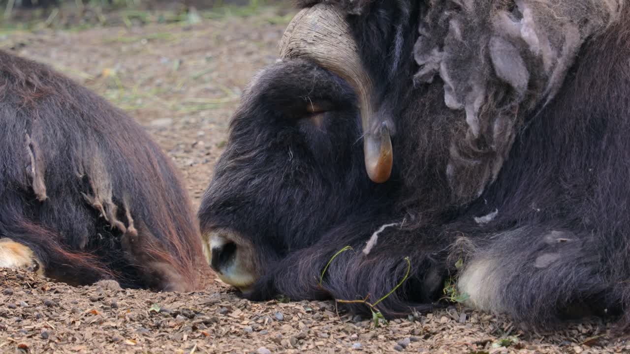 Muskox (Ovibos moschatus) is an Arctic hoofed mammal of the family Bovidae