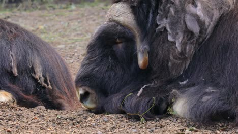 Muskox-(Ovibos-moschatus)-is-an-Arctic-hoofed-mammal-of-the-family-Bovidae