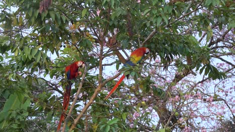 two scarlet macaw parrots eat guava on a branch in the jungle of costa rica 1