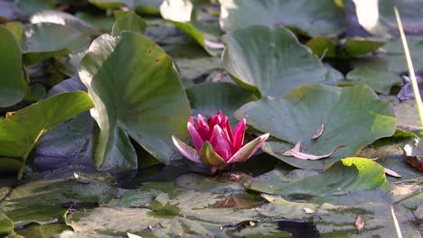 Close-up-of-a-pink-water-lily-on-a-lake-covered-in-insects