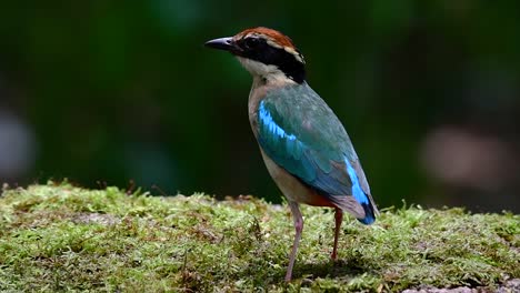 uno de los pittas más buscados y catalogado como una especie vulnerable