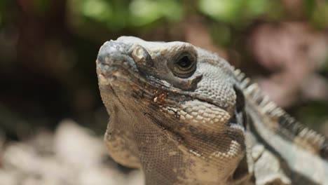 imágenes cinematográficas de vida silvestre de 4k de una iguana en cámara lenta en medio de la jungla en méxico en un día soleado