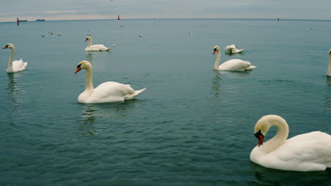 a group of swans swim in the calm sea, beautiful color of water, low waves