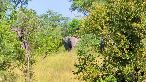 african bush elephants walking in the savannah at kruger national park during the day in limpopo and mpumalanga in northeastern south africa